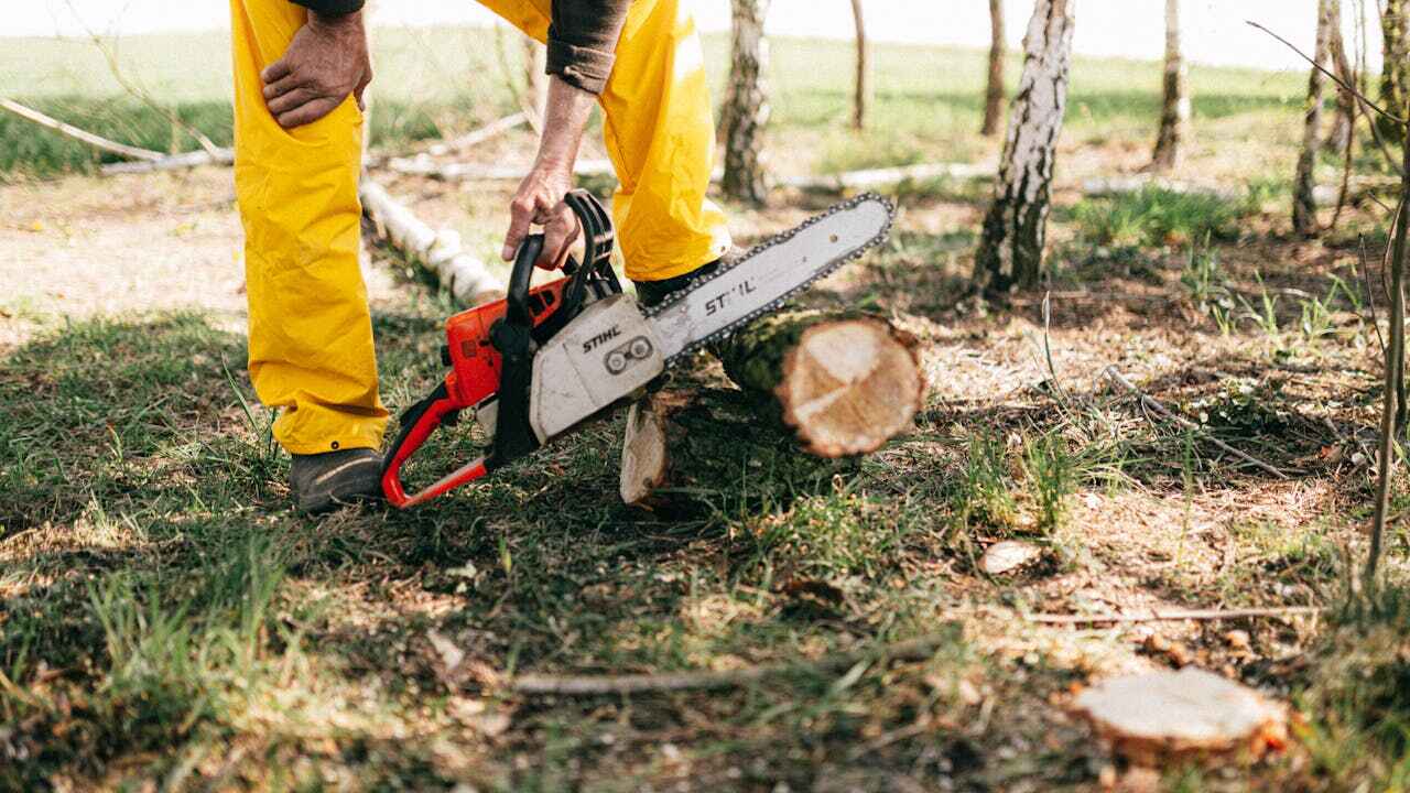 Best Dead Tree Removal  in Towamensing Trails, PA